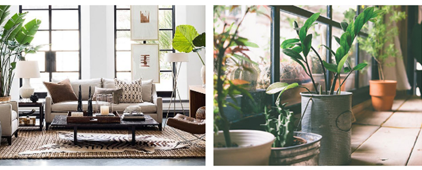 Intégrer les plantes dans sa déco